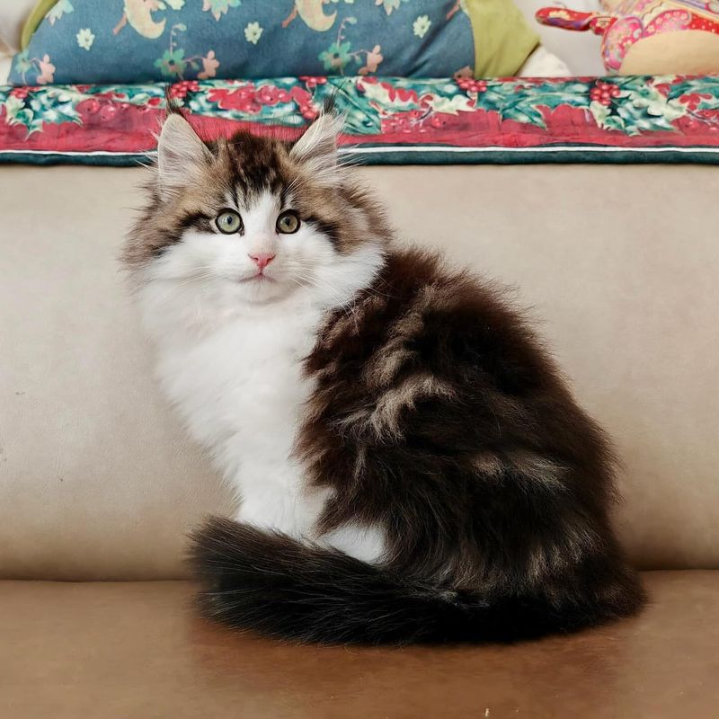 Norwegian Forest Cat