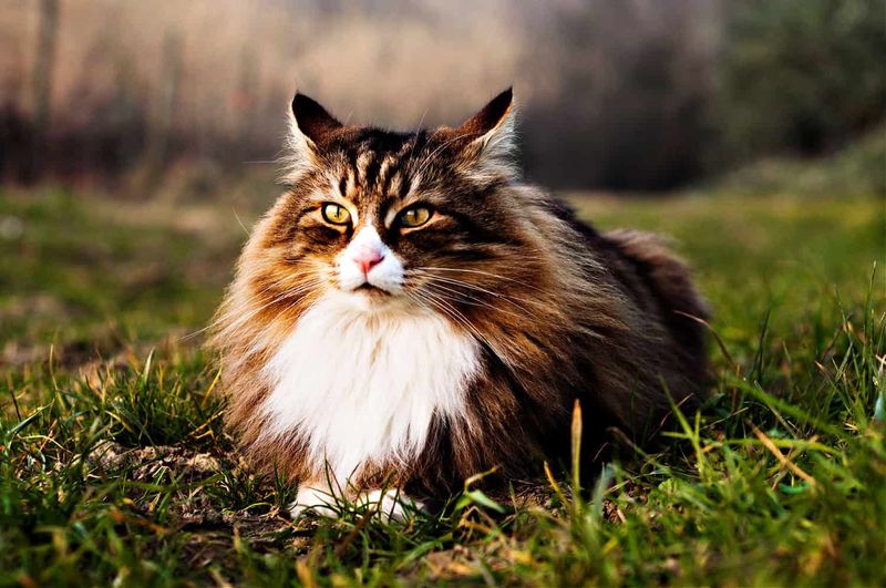 Norwegian Forest Cat