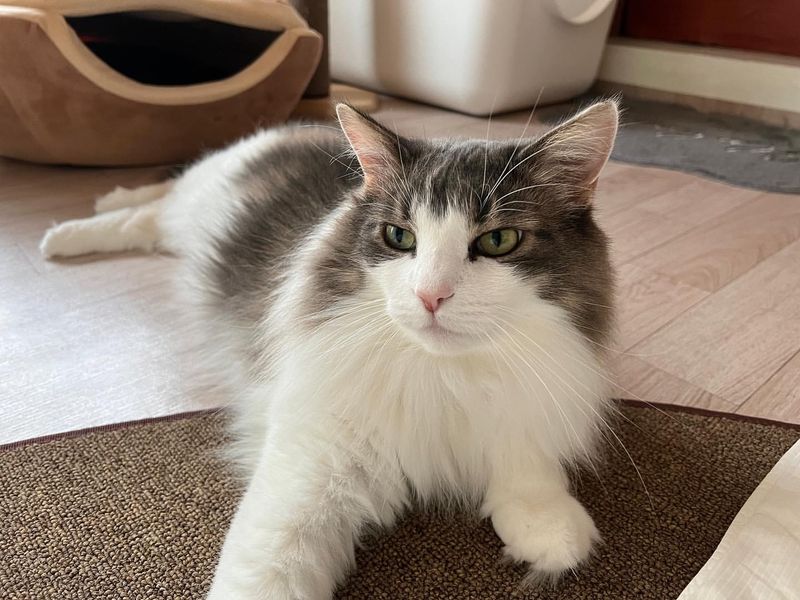 Norwegian Forest Cat