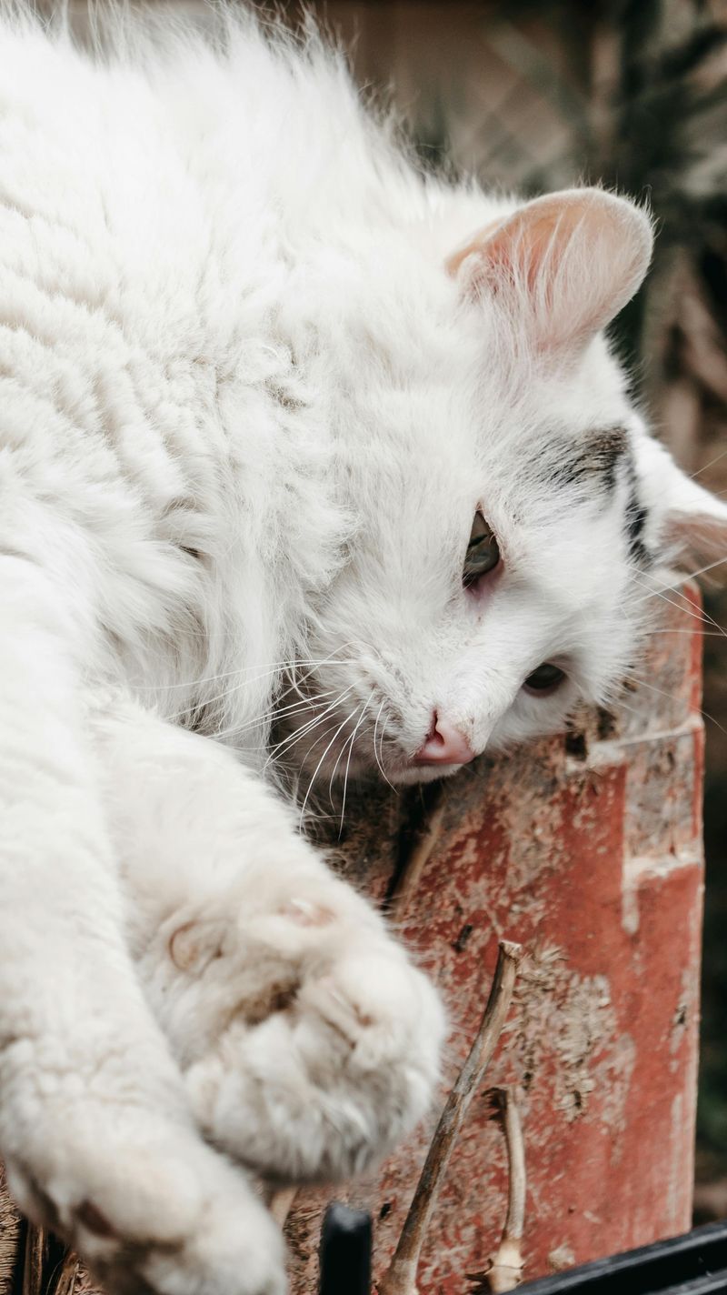 Norwegian Forest Cat