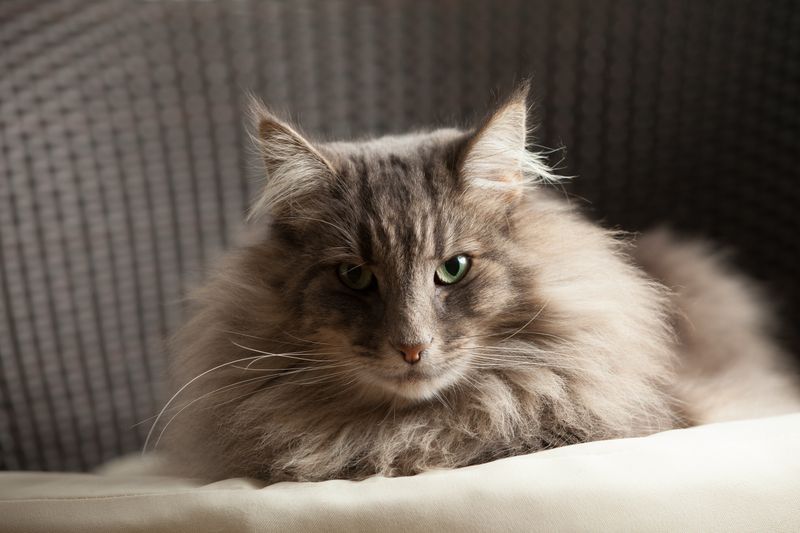 Norwegian Forest Cat