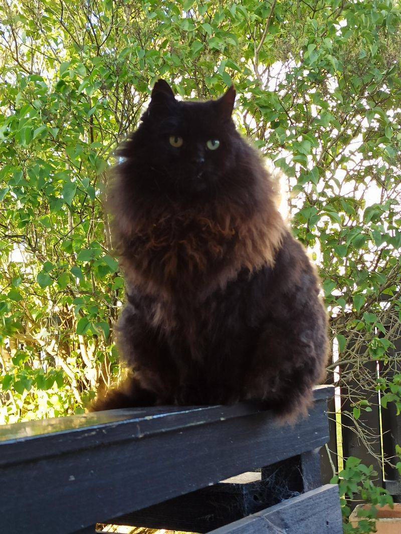 Norwegian Forest Cat