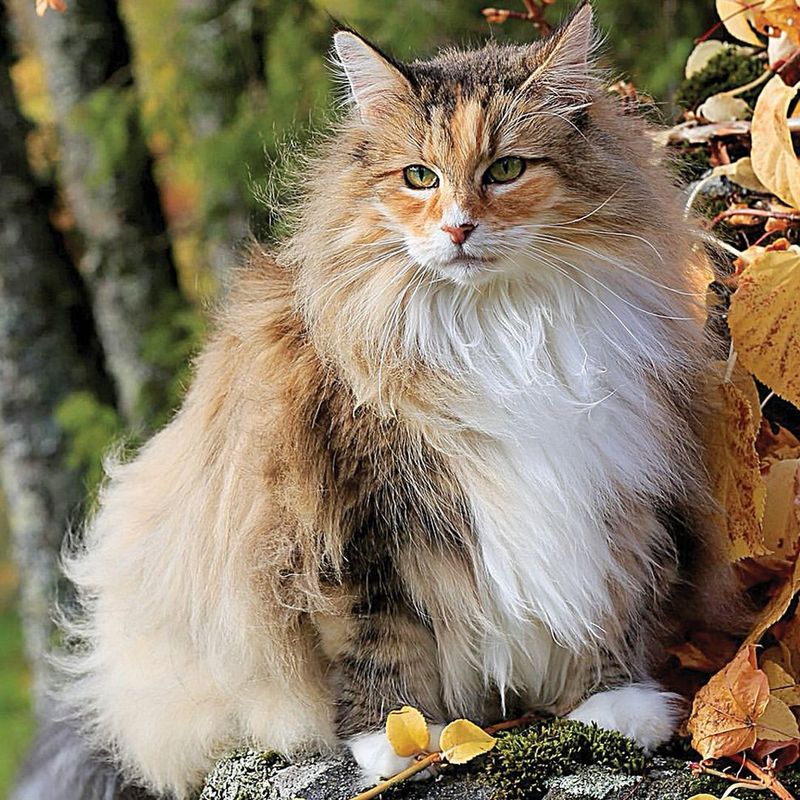 Norwegian Forest Cat