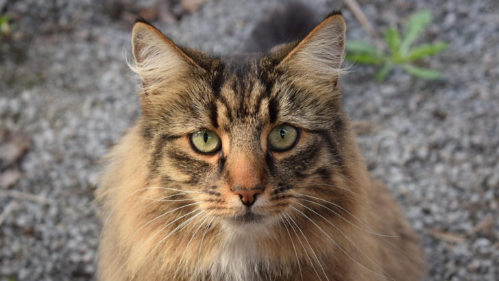 Norwegian Forest Cat Mix – 15 Telltale Signs Your Cat Is Part Wegie