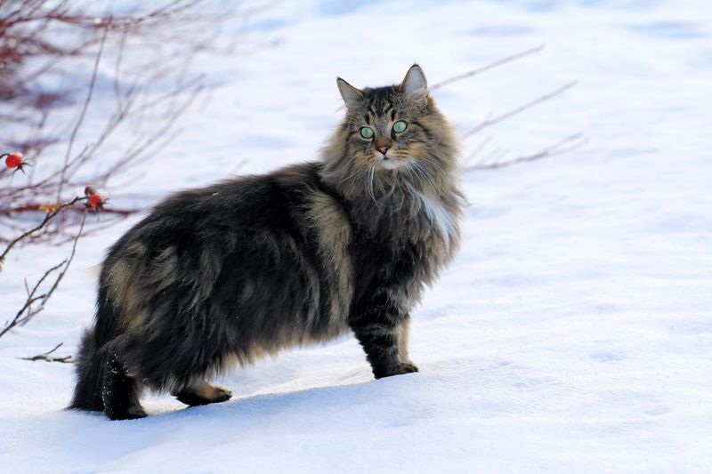 Norwegian Forest Cat