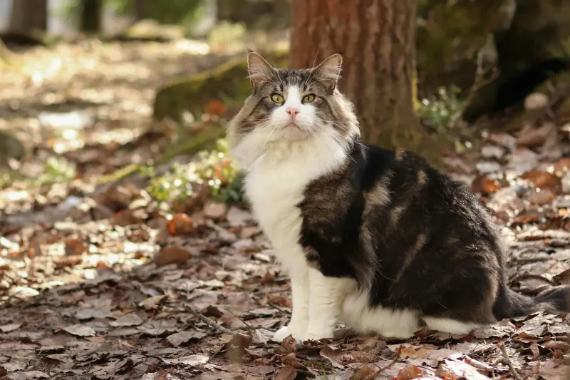 Norwegian Forest Cat