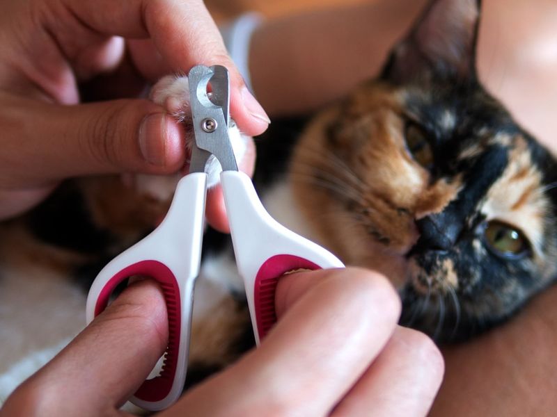 Not Trimming Their Nails Early On