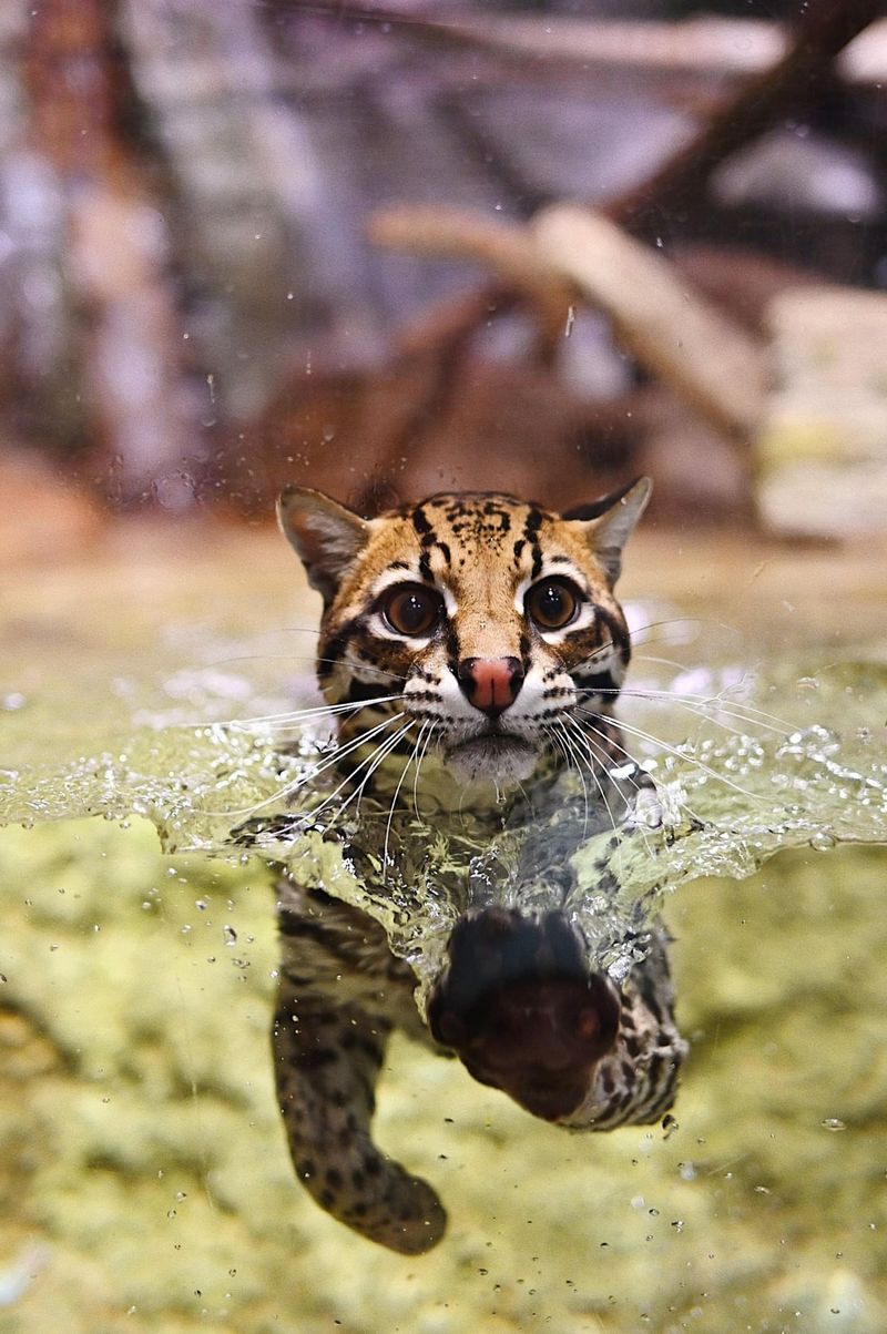 Ocelot