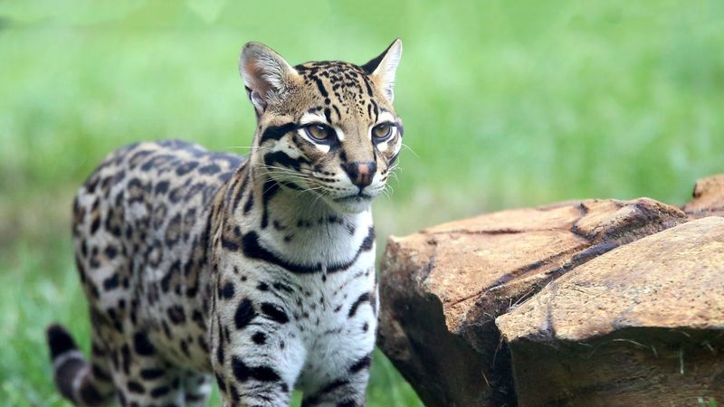 Ocelot