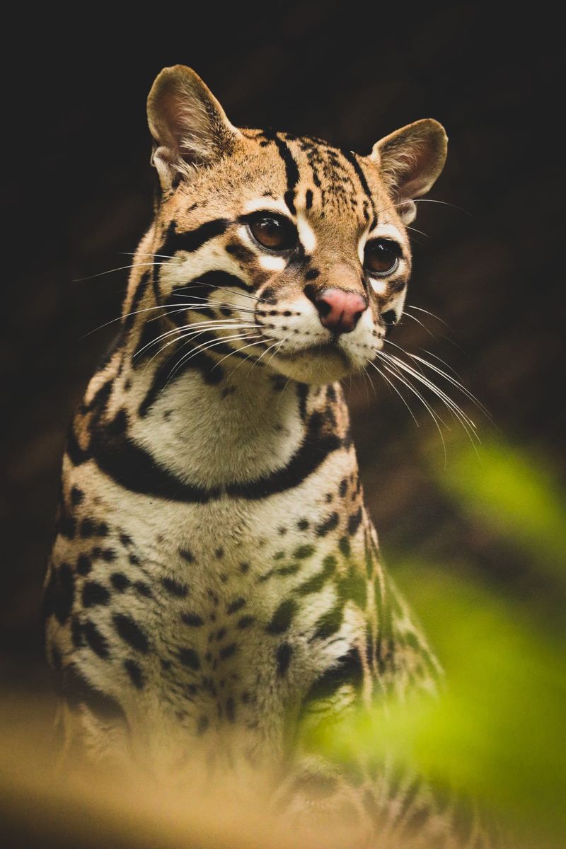 Ocelot