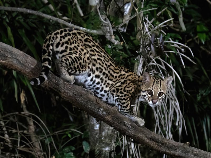 Ocelot (Leopardus pardalis)