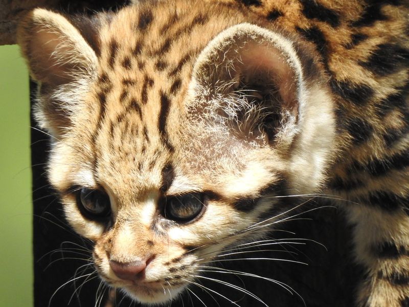 Ocelot (Leopardus pardalis) – Central and South America