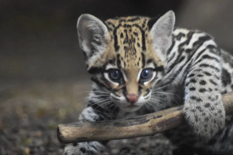 Ocelot