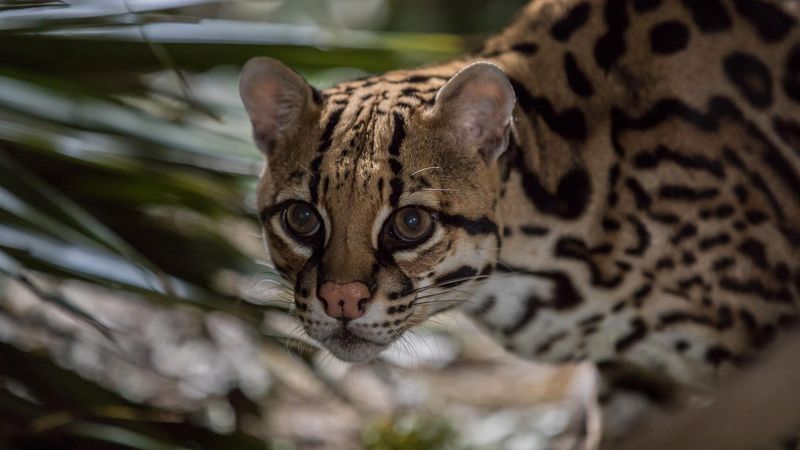 Ocelots Chirp Like Birds