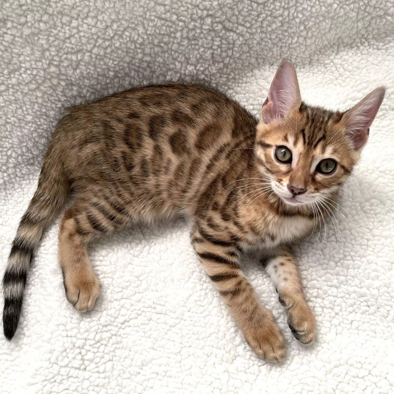 Ocicat