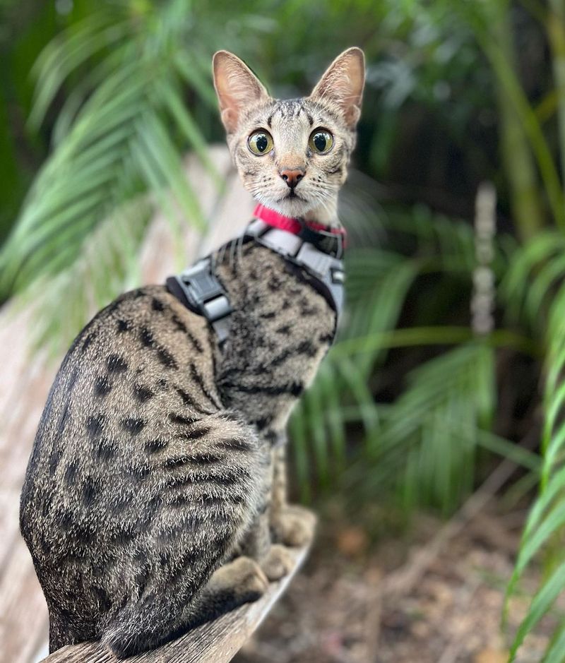 Ocicat