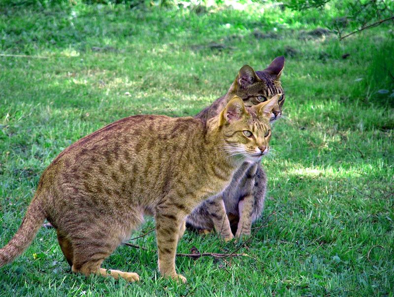 Ocicat