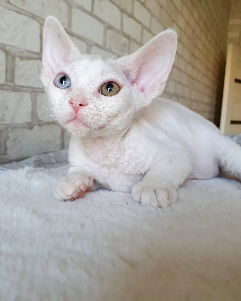 Odd-Eyed White Cornish Rex