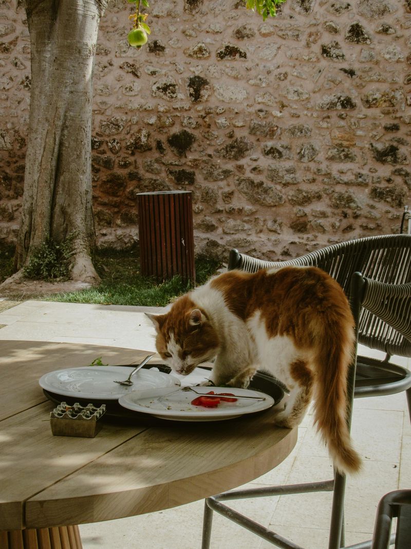 Offer High-Calorie Wet Food