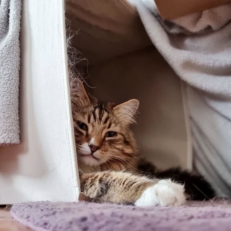 Offer Safe Hiding Spots