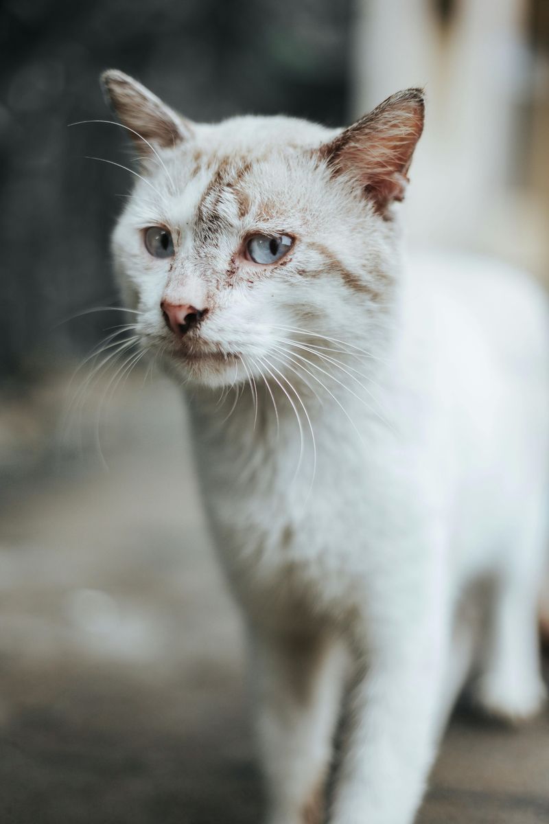 Oily or Dirty Fur