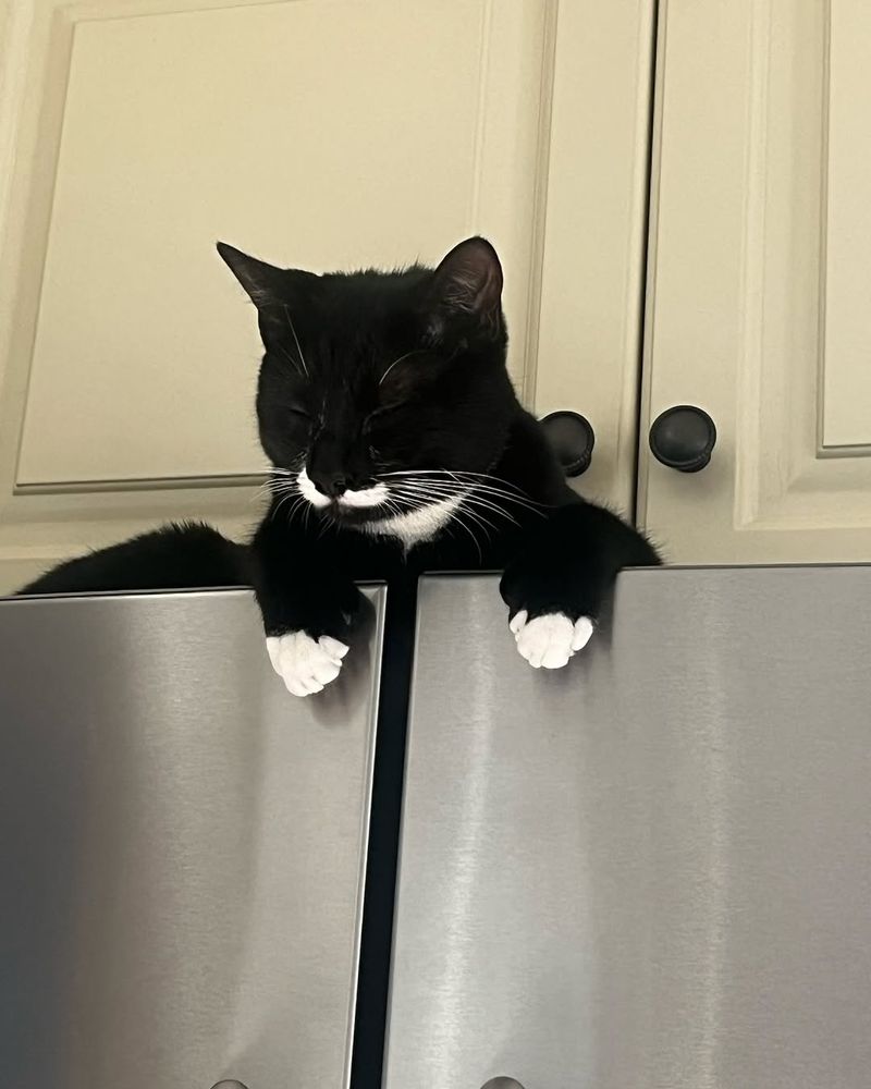 On Top of the Fridge