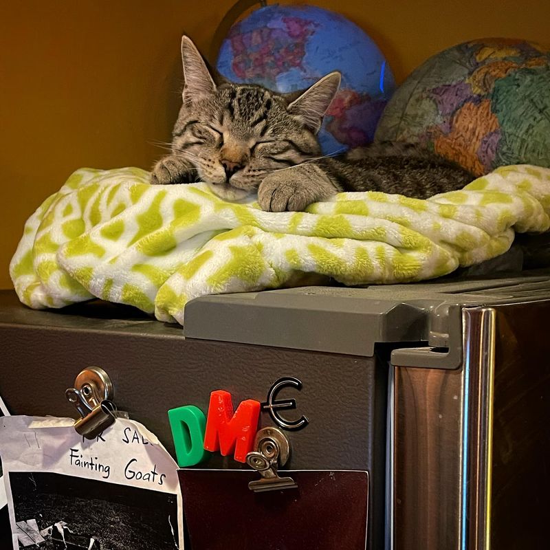 On Top of the Refrigerator