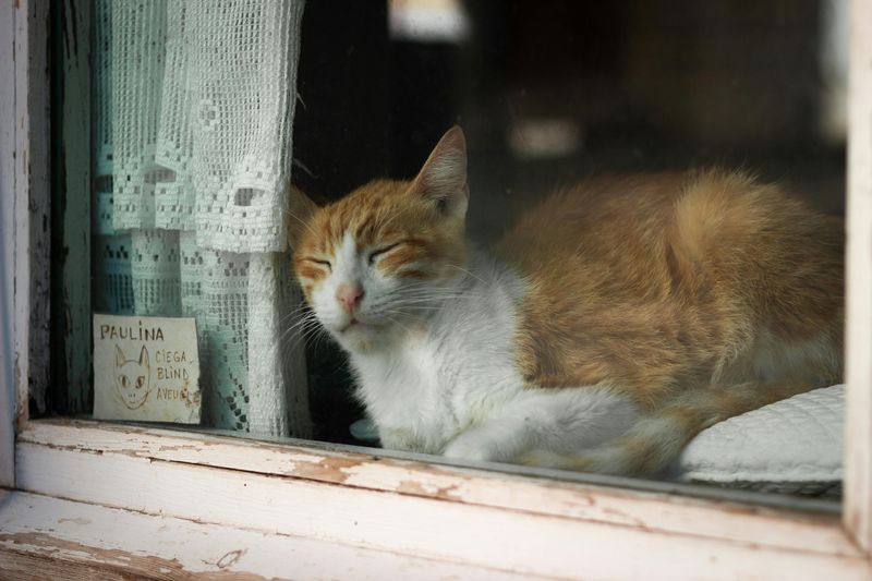 On a Window Sill