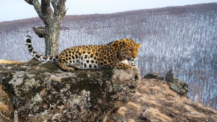 Only 200 Left? 15 Facts About the Amur Leopard, the Rarest Big Cat in the World