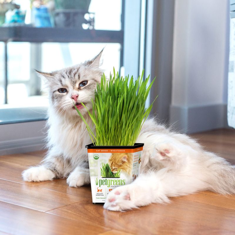 Organic Cat Grass