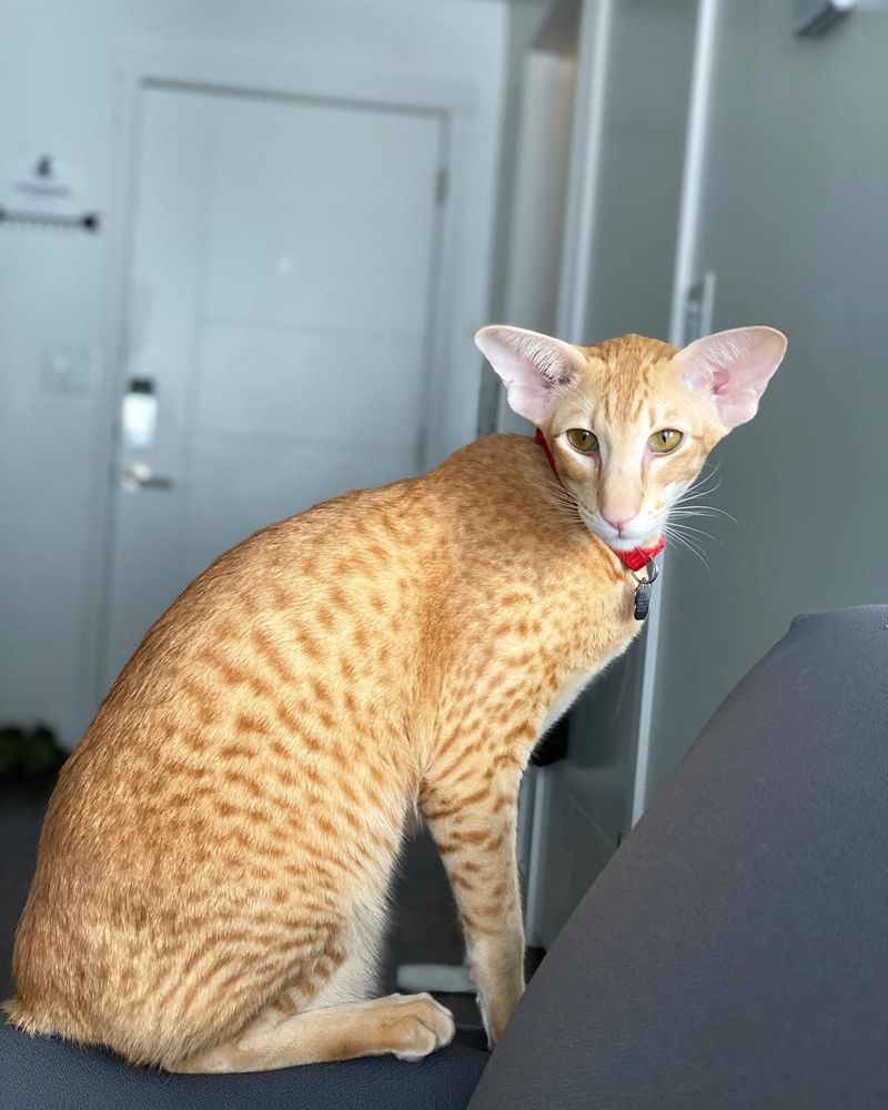 Oriental Shorthair