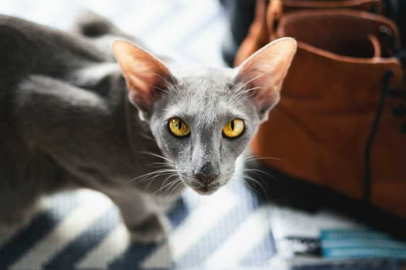 Oriental Shorthair