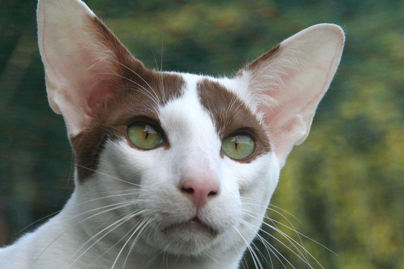 Oriental Shorthair