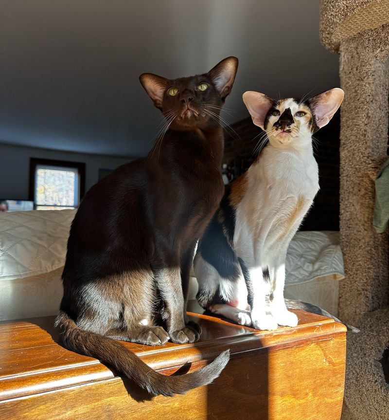 Oriental Shorthair