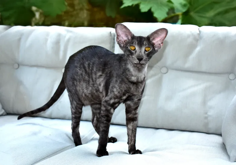 Oriental Shorthair