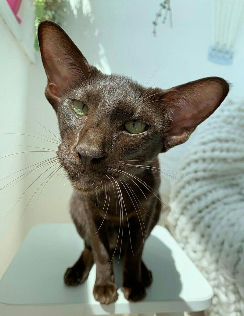 Oriental Shorthair