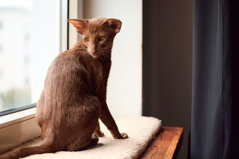 Oriental Shorthair