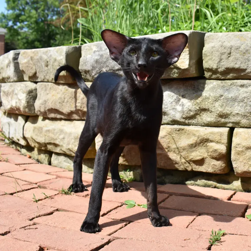 Oriental Shorthair