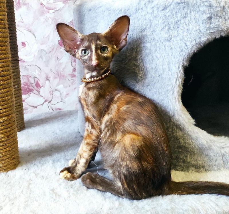 Oriental Shorthair