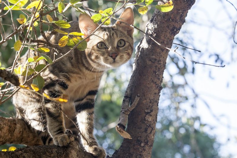 Origins in Kenyan Forests