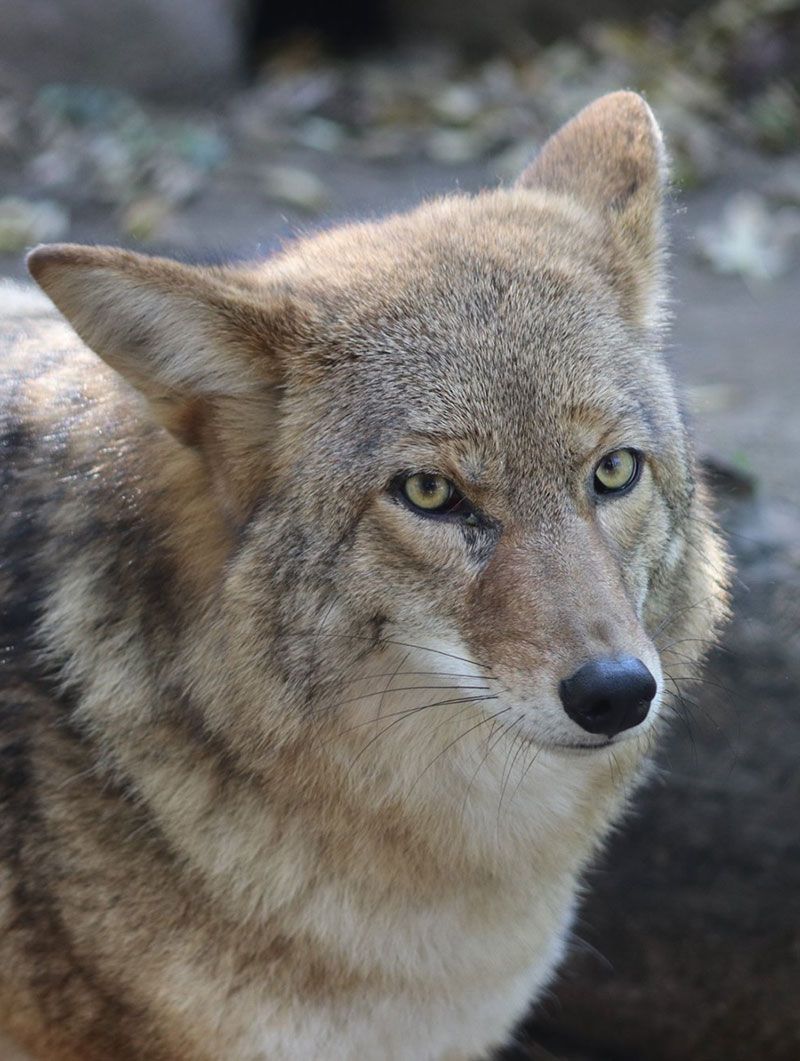 Outdoor Cat Chases Off a Coyote