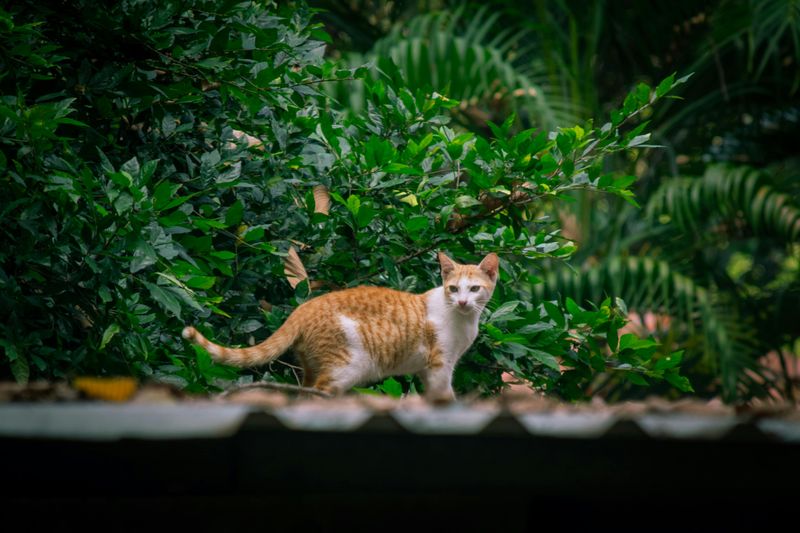 Outdoor Cat Fights Off a Snake