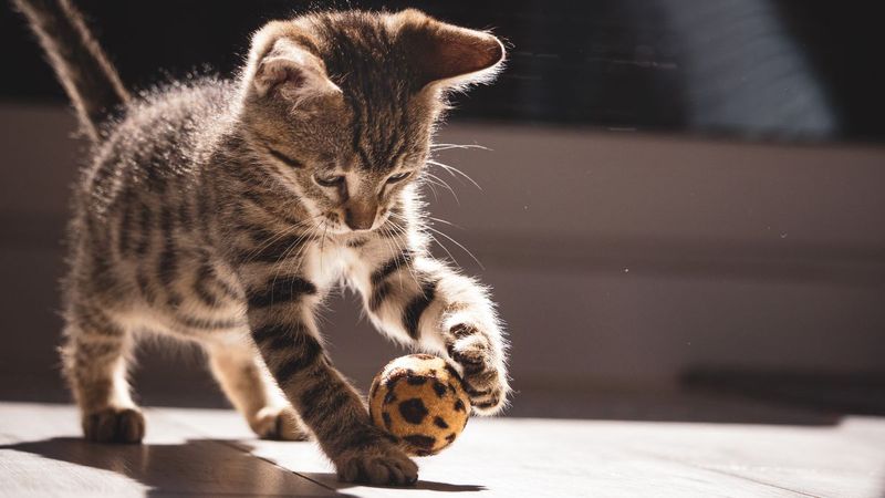 Overexcitement During Playtime