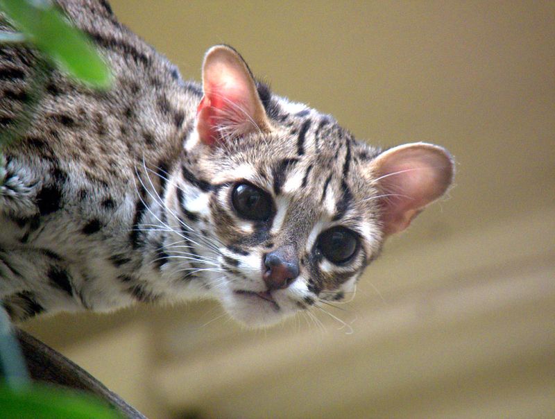 Palawan Leopard Cat