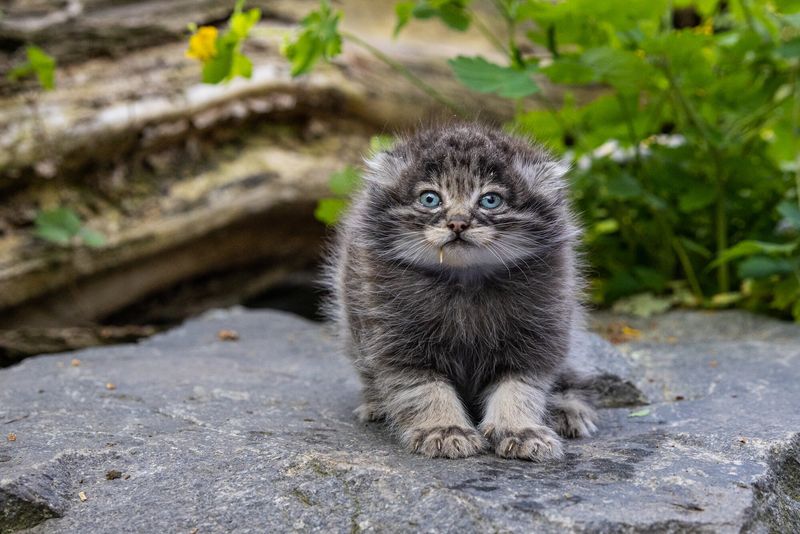 Pallas's Cat