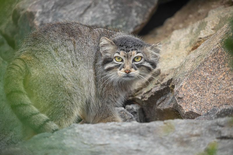Pallas's Cat (Otocolobus manul)