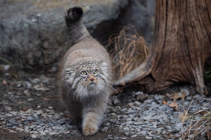 Pallas’s Cat