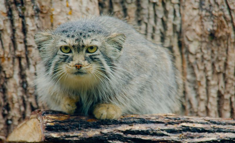 Pallas’s Cat (Otocolobus manul)