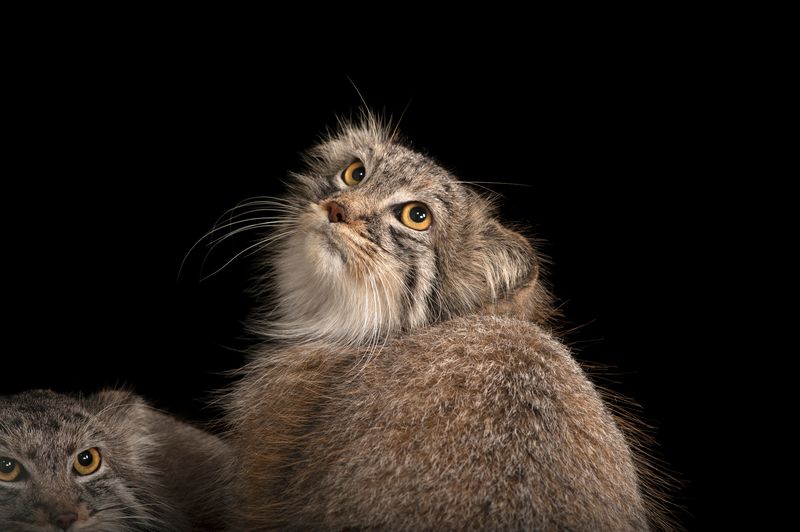 Pallas’s Cat (Otocolobus manul)