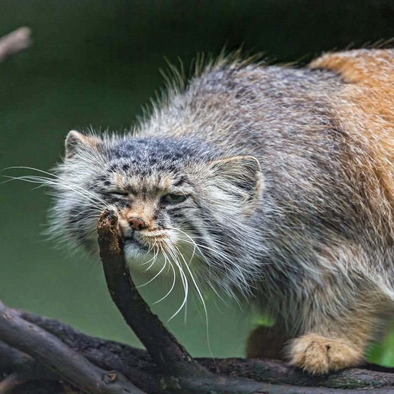 Pallas’s Cat (Otocolobus manul)